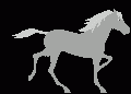 Galopp